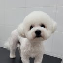 멍멍아 또 와 이미지