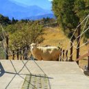 가오농장 이미지