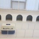 핫도그 반려견 유치원 이미지