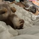 치치포차 | ♥️포장마차 느낌 물씬나는 방학동맛집 / 방학동포차마을❤️