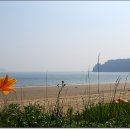낯꽃