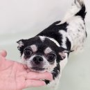 스파보드레 이미지