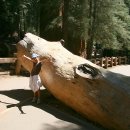 자이언트포레스트 이미지