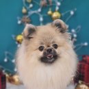 나에개, 반하냥 이미지