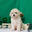 더폼나고 더폼나개 이미지