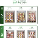 부사시장 | 못난이사과 추천 상태좋고 맛있는 부사 싱싱제철소 내돈내산 후기