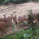 산딸기목장 이미지