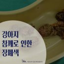 우리메디컬빌딩(번영회) | 강아지 구토 반복, 원인은 참깨? 푸들 루루의 장폐색 수술 후기(강아지 참깨, 강아지 장폐색)