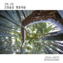 죽림2로 이미지