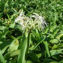 제주 토끼섬 문주란자생지 이미지