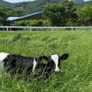 하동목장 이미지