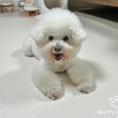 화이트펫# | [퍼핑] 강아지매트 &#39;펫매트 러그타입 린넨화이트&#39; 3개월 사용후기