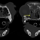 로얄동물암치료센터 이미지