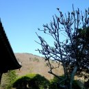 남도길 | 매화(梅花)찾아 떠난 남도길 - 꽃보다 부도(浮屠), 선암사의 세 부도를 찾아서