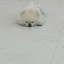 도토리 강아지 유치원 이미지