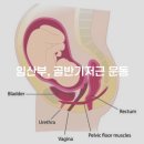 임산부 골반기저근 운동
