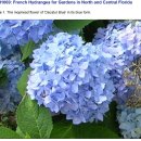 블루베리의 안토시아닌(anthocyanin) 그리고 수국 (hydrangea) 이미지