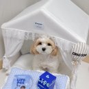 예스 덴탈 | 강아지 켁켁거림 원인과 대처법｜호흡기영양제 라이프펫 브레스