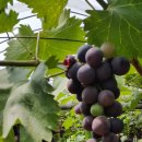 천현농장 이미지