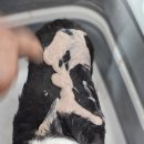 위생미용과 머드팩하러 온 제리와 밤비 이미지