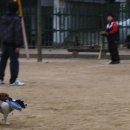 잭러셀테리어.....역곡초등학교에서 럭키와 체리 원반연습 이미지