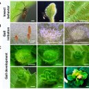 오믹스 | 곤충 유충이 ‘꽃 유전자’를 켜서 잎을 꽃처럼 바꾼다: Aster scaber의 꽃닮은 담즙(gall) 이야기