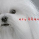 로얄펫동물병원 이미지