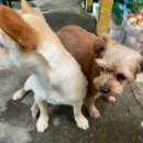 산골초가펜션 이미지