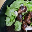 102달팽이농장