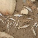 남한강 물고기 이미지