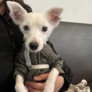 비씨메디칼 | 진도믹스 강아지셀프미용 &#39;펫픽어스&#39; 펫케어 그루밍세트 강아지털청소기 솔직후기