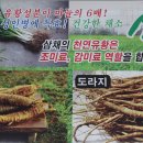 뿌리농산물