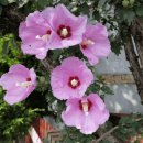 무궁화로 이미지