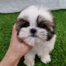 아이러브독 강아지분양 부천점 | 부천 성곡동강아지분양, 꼭 알아야 할 정보