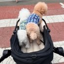 다음펫 | 대구 케이펫페어 방문 후기｜엑스코 반려동물 박람회 다녀왔어요