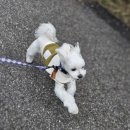 오픈독하우스 이미지