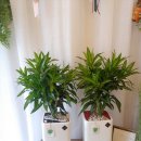 천송이플라워 이미지