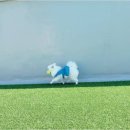 놀루오숑 이미지