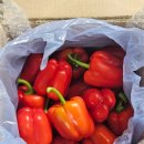 한스팜 | 농라 한스팜25 파프리카 4kg 후기