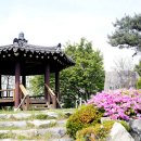 수운교 Daum카페