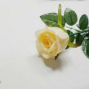 그라티아스 이미지