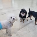 포근멍 애견 유치원 이미지