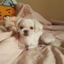 개깎쟁이 이미지