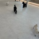 부산애견유치원 댕스하우스 이미지