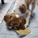 (주)레시펫 | 우리집 댕댕님의 특별한 한 끼, 레시펫 수비드 소고기 자연식