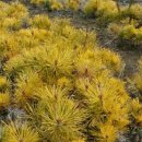 황금슈퍼 이미지