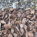 야미바크 이미지