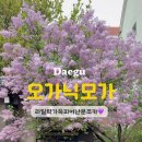 로_오가닉디저트