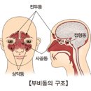 부비동 구조와 비염에 좋은 혈자리 이미지