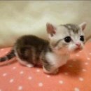 불당동물병원 이미지